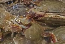 梭子蟹死了能吃了吗，可以看腿脚的状态和透光面积