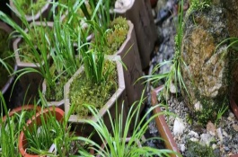 菖蒲怎么繁殖，初期主施氮肥、生长季节可粗放管理