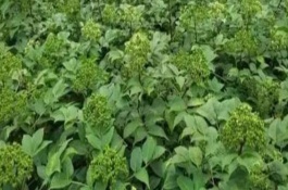 吴茱萸叶片发黄怎么办，剪除病叶并喷施代森锌等药物