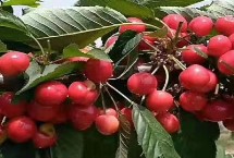 大樱桃品种有哪些，我国产地分别为山东、辽宁、陕西