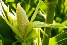 翔玉861玉米栽培技术要点，中抗茎腐病