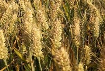 中种麦21号小麦栽培技术要点，全生育期229.1天