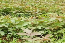 五倍子的收获时间，生长期间要控制树势、修剪病枯枝和徒长枝