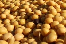 中黄211大豆栽培技术要点，黄淮海夏大豆普通型品种