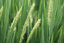 科优186水稻栽培技术要点，全生育期128.3天