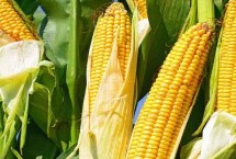 农大799玉米栽培技术要点，适宜密度为每亩4500株左右
