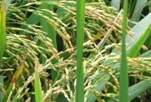 川农7优58水稻栽培技术要点，该品种株型较松散