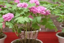 牡丹花的生活习性，适宜在松软肥沃的土壤里生长