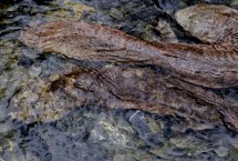 娃娃鱼是几级保护动物，主产地在长江、黄河、珠江中上游支流的山涧溪流中