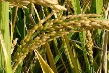 圣优2396水稻栽培技术要点，每亩秧田播种量10千克