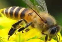 土蜂属于哪种蜜蜂，一般是指中华蜜蜂