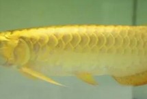 高背红尾金龙鱼怎么养，有一定的饲养难度