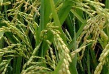 茂香优2165水稻栽培技术要点，一般6月中旬左右播种