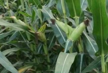 德美亚1号玉米栽培技术要点，春播平均生育期166.5天