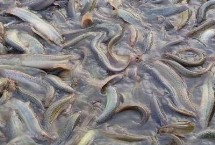 养殖泥鳅所需环境，放养苗种前需消毒
