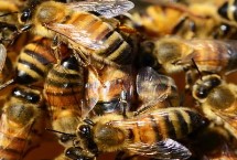 蜜蜂为什么听蜂王控制，其实蜂群中所有的决定都是由工蜂主导的