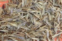 无芒雀麦怎么育苗，外观色泽好的种子品质更佳