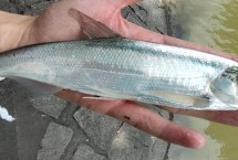 作钓技巧，标点时选择回水湾浅水区等位置