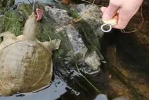 甲鱼如何钓最好，荤饵较好