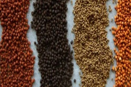 自制羊饲料，将各种原料混匀拌成糊状、在锅内搅拌成颗粒后再焙干