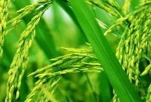 宛两优2165水稻栽培技术要点，每亩插足基本苗6万以上