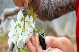 樱桃树要过多长时间才结果，可人工授粉也可蜜蜂授粉