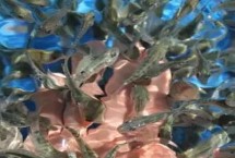 亲亲鱼为什么咬人的脚，主产于泰国、中东地区、西双版纳等地方