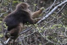 猕猴的种类，各有特点