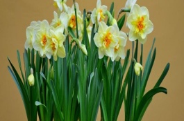 水仙花花谢后怎么养，水仙花相对比较耐寒
