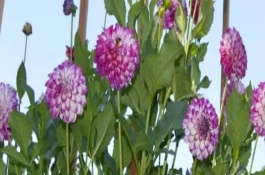 大丽花的开花时间，一般为5月份左右