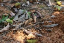 荔枝的施肥方法，喷施激素可避免果实掉落