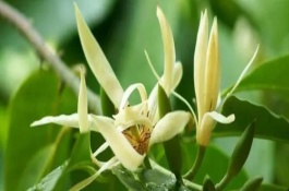 白兰花的寓意，寓意纯洁的爱、高贵优雅等