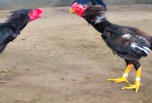 斗鸡还有哪些品种，外形美观且斗性顽强