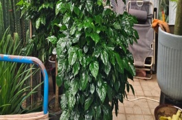 幸福树的病虫防治，需要将其移到室内养护便可顺利过冬