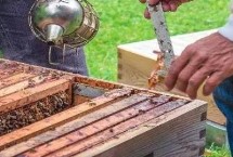 蜂群合并及调整方法，蜂群并不互通、合并后可能会咬蜂王