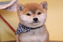 柴犬的智商排名，在狗狗智商排名上处于79名以外