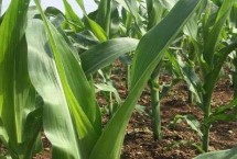 D1688玉米栽培技术要点，中抗茎腐病