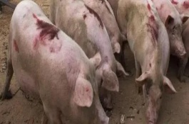 非洲猪瘟病毒多少度能杀死，常表现为没有明显症状突然死亡