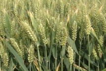 华麦22小麦栽培技术要点，每亩有效穗42.8万