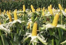 吉农玉1898玉米栽培技术要点，适宜播种期4月下旬至5月上旬
