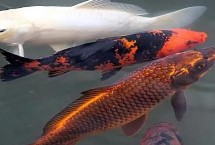 鲤鱼按种类划分，常见的有红鲤、丰鲤、锦鲤等