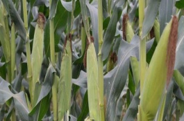 华玉15玉米栽培技术要点，3月下旬至4月上旬播种