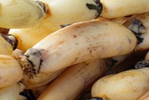 太空2号莲藕苗的价格，价格会根据地区、时间、季节而变化