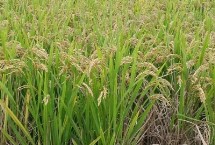 珍香9号水稻栽培技术要点，每亩有效穗数17.9万