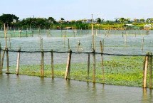 小龙虾多久能长大，水质的管理尤其重要