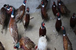 野鸡发生眼病症状，要保证鸡舍通风