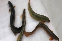 钓泥鳅怎么选作钓工具，使用鲜活的虫饵具有良好效果