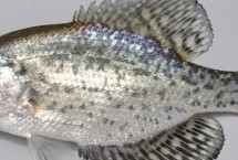 白刺盖太阳鱼的原产地，原产于墨西哥及美国北部地区