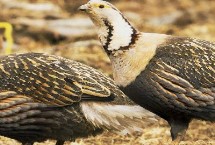 种群分布，列入中国国家二级保护动物