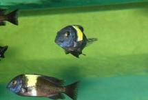 蓝面蝴蝶鱼好不好养，对生存水质要求高